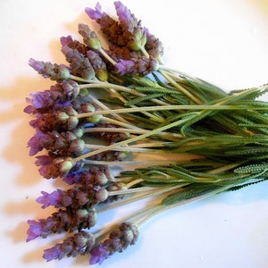 750 STEMS of Dried English Lavender 8-12 Long Bulk Lavender Stems 