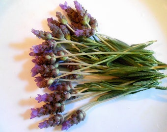 FRESH LAVENDER FLOWERS, Lavender Branches Fragrant Edible Decorative 25 stems restaurant supply Overnight Included