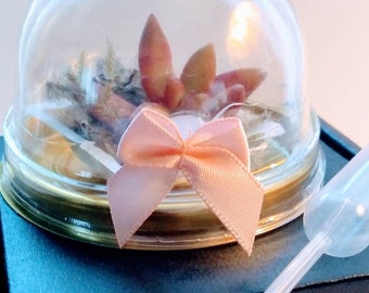 BABY GIRL PINK Baby Shower Scented Mini Succulent Terrarium Favors, Succulent Terrarium Favors, Gender Reveal, Easy Care, Garden Party (6)