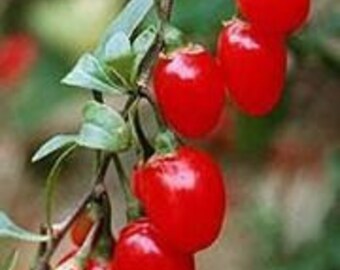 SUGAR FREE SNACKS - Acai Berries and Organic Goji Berries - 9 Appetite Daily Snack Bars