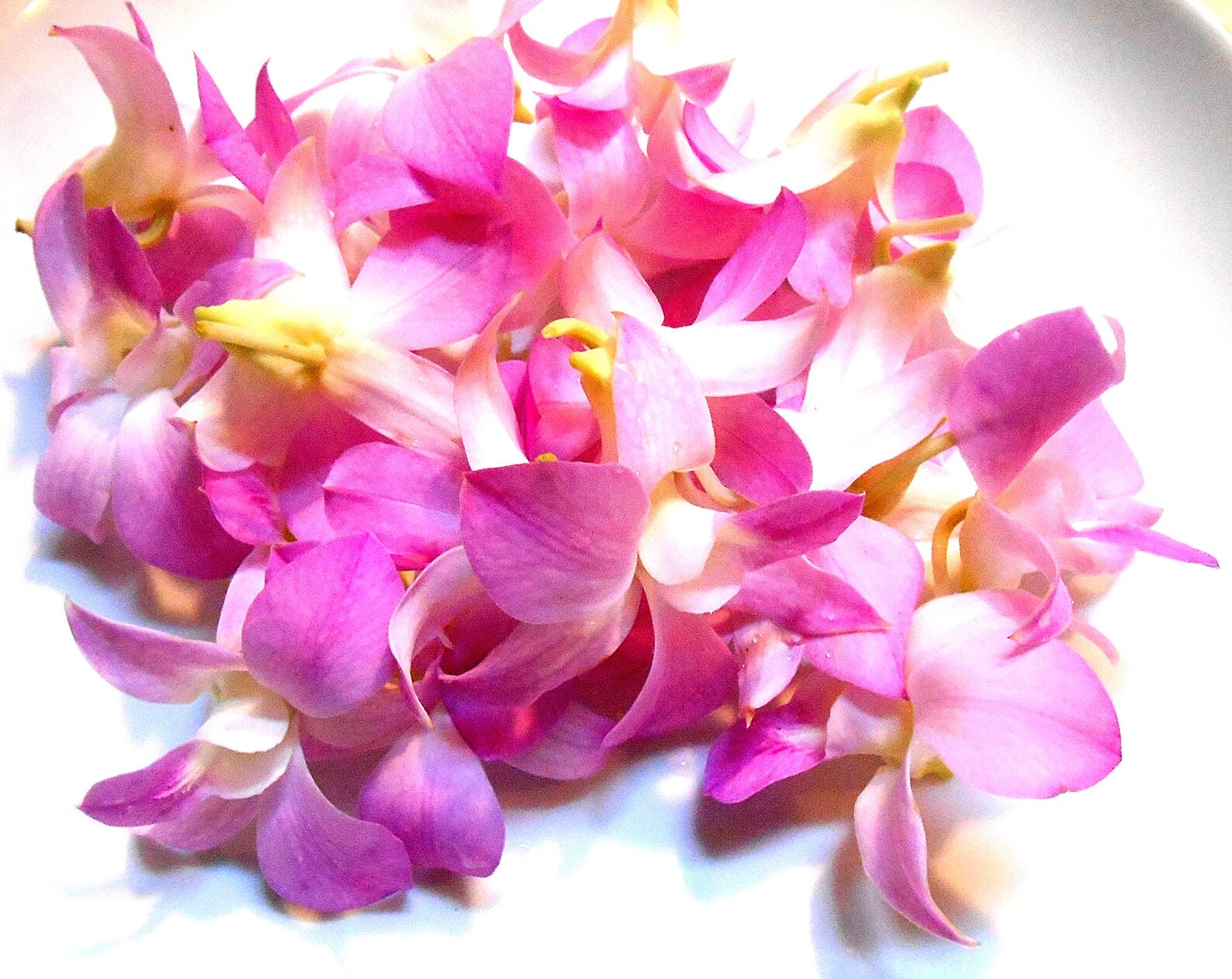 Edible orchids for cakes