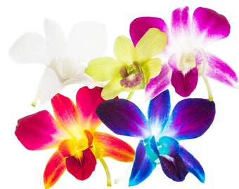 MULTI COLORED ORCHIDS 50 Overnight Decorative Real Freshly Harvested