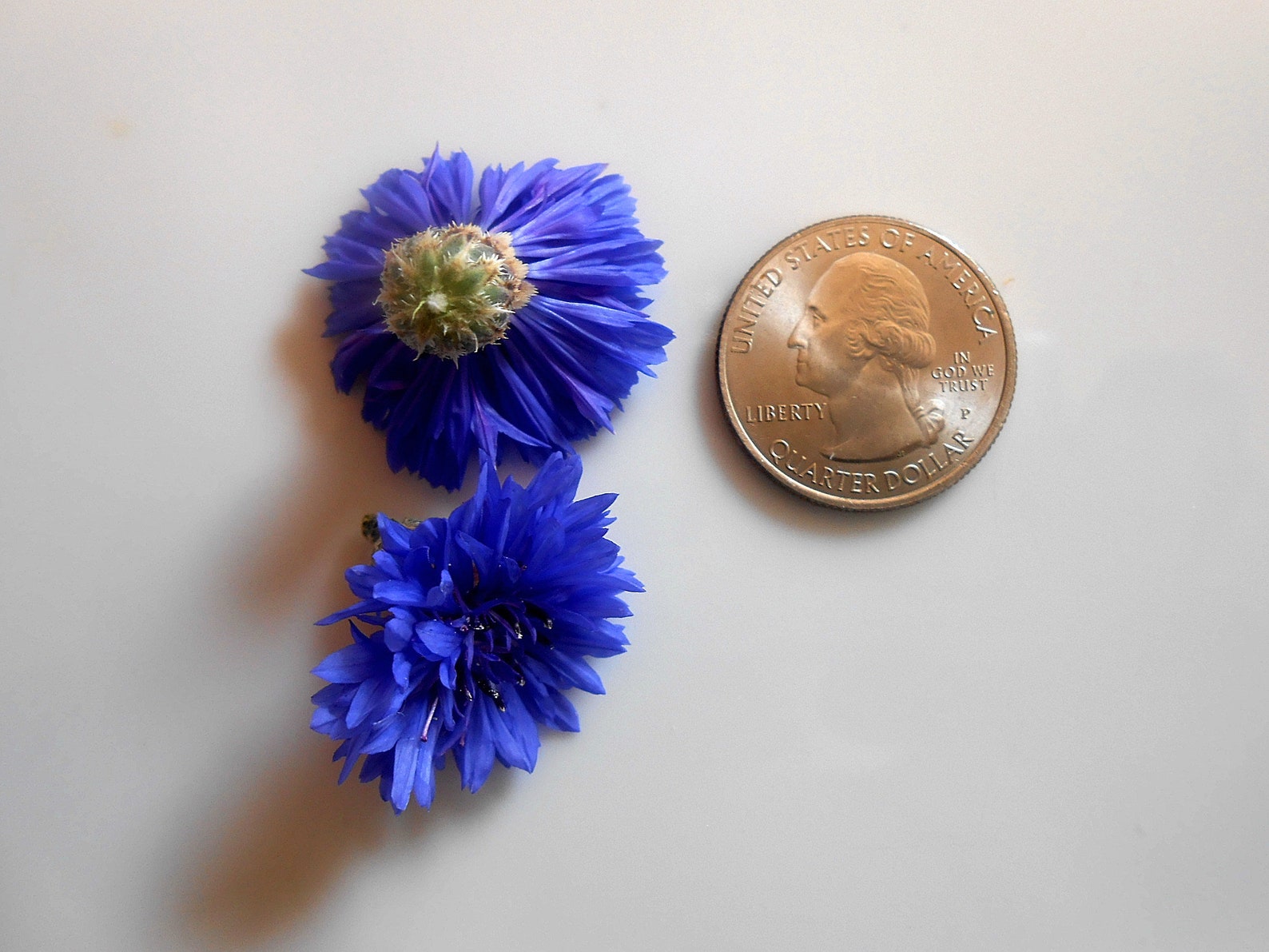 Edible Flowers BACHELOR BUTTONS Etsy