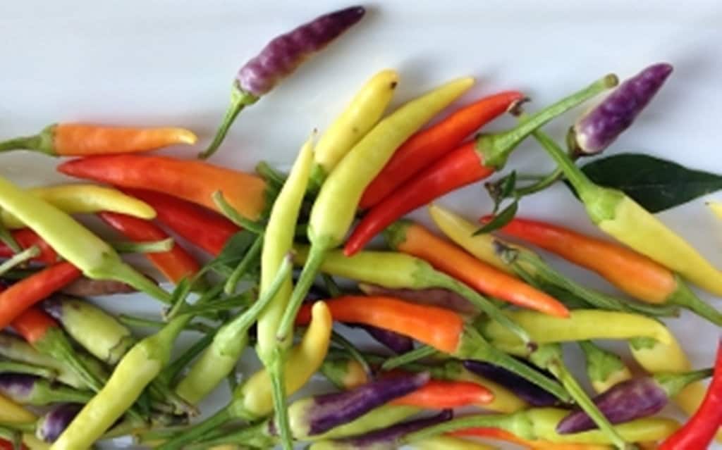 Edible Miniature Vegetables SWEET MICRO PEPPERS Colorful addition to