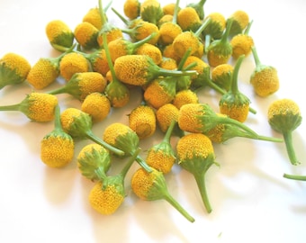 EDIBLE LEMON DROPS: Natural  Edible Flowers - Buzz Buttons- Fresh Flowers for Preserving, Amella Oleracea, Bulk overnight 50