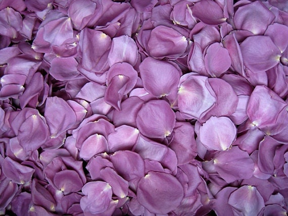 Crystal Candy Purple & White Edible Rose Petals | Bakedeco