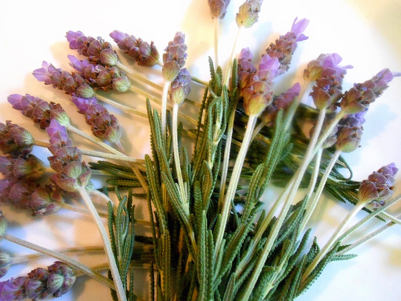 FRESH LAVENDER FLOWERS Lavender Branches Fragrant Edible Etsy