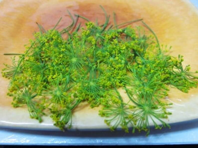 FRESH ORGANIC DILL Blossoms Small Dill Tops Flower fragrant Etsy
