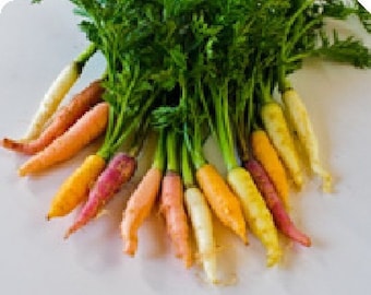 50 GOURMET MIXED CARROTS Tini Tiny Gems from the Organic Garden Salads Cassoroles overnight