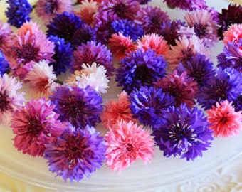 Edible Flowers- BACHELOR BUTTONS Overnight, Pink, White and Blue 50
