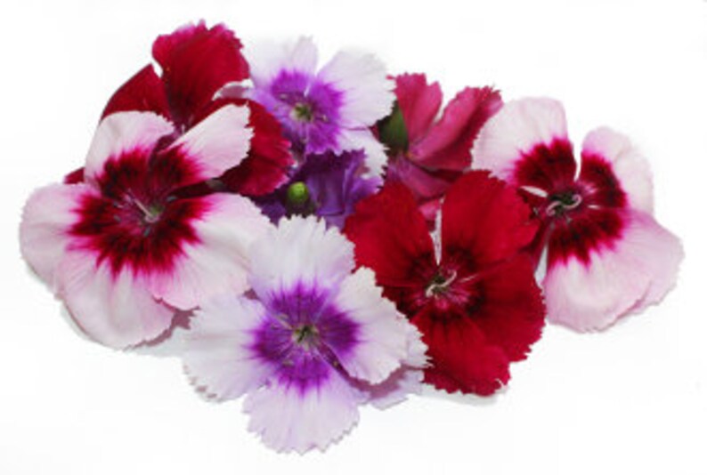EDIBLE FLOWERS DIANTHUS Miniature Real Organic Flowers Bulk Etsy