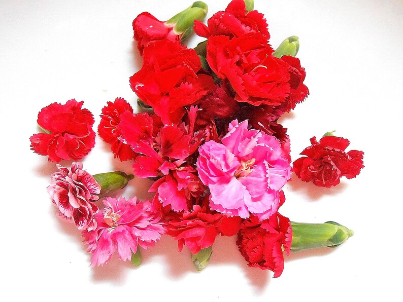 EDIBLE MINI CARNATIONS Mini Fresh Small Carnation Flowers Etsy