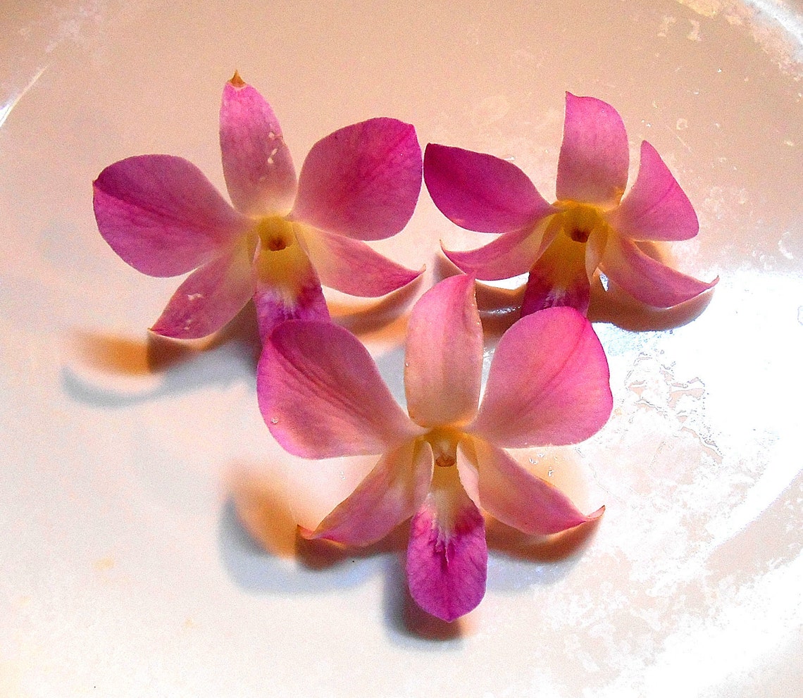 ORGANIC EDIBLE ORCHIDS Gourmet Real Orchids Small Lavender Etsy