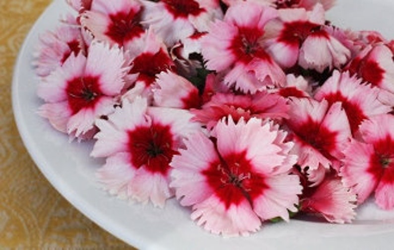 EDIBLE FLOWERS DIANTHUS Miniature Real Organic Flowers Bulk Etsy