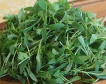 Fresh GOURMET CILANTRO Salad GREENS  Micro Green  Large Container Salads Garnishes Tacos restaurant supply Overnight Included