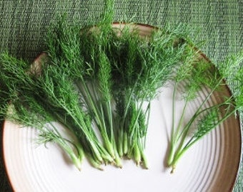 50 FENNEL Veggie Gems from the Organic Garden Salads Casseroles overnight