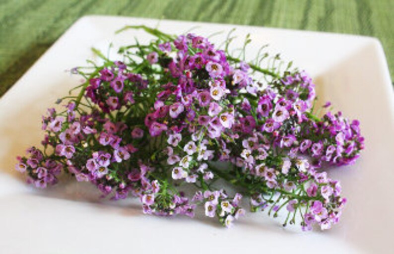 Alyssum Micro Flowers Fresh Edible Flowers Salads Baking Etsy