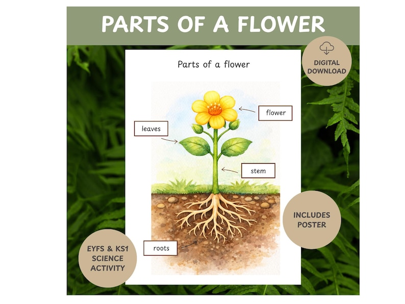 Flower Roots Ks1 Flower Parts Worksheet | Cut and Stick Plant Activity (PDF Download) - Etsy