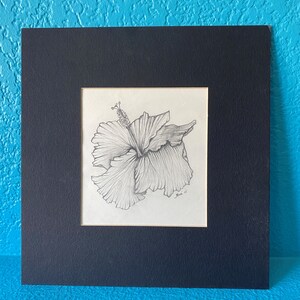 Hibiscus flower drawing Cut Out Stock Images  Pictures  Alamy