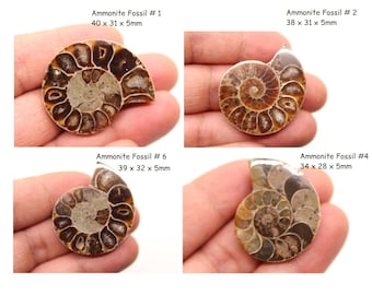 Group Ammonite Fossil Healing Crystal/ Gemstone/ Fossilized Stone