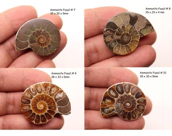 Group Ammonite Fossil Healing Crystal/ Gemstone/ Fossilized Stone