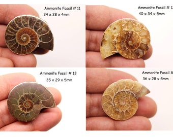 Group Ammonite Fossil Healing Crystal/ Gemstone/ Fossilized Stone