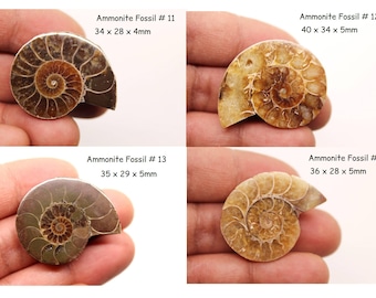 Group Ammonite Fossil Healing Crystal/ Gemstone/ Fossilized Stone