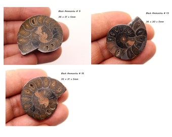 Group Black Ammonite Fossil Healing Crystal/ Gemstone/ Fossilized Stone