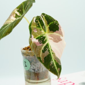 Alocasia Black Velvet Pink abigarrada