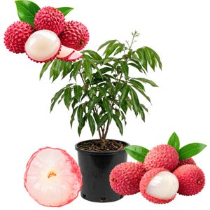 Live Lychee Tree, Litchi Plant in 4 Inch Pot, Tropical Fruit Plant for Backyard