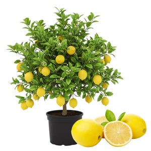 May include: A small lemon tree in a black pot, laden with bright yellow lemons and green leaves. Several ripe lemons and a cut lemon are at the base of the tree. The tree is a vibrant addition to any home or garden.