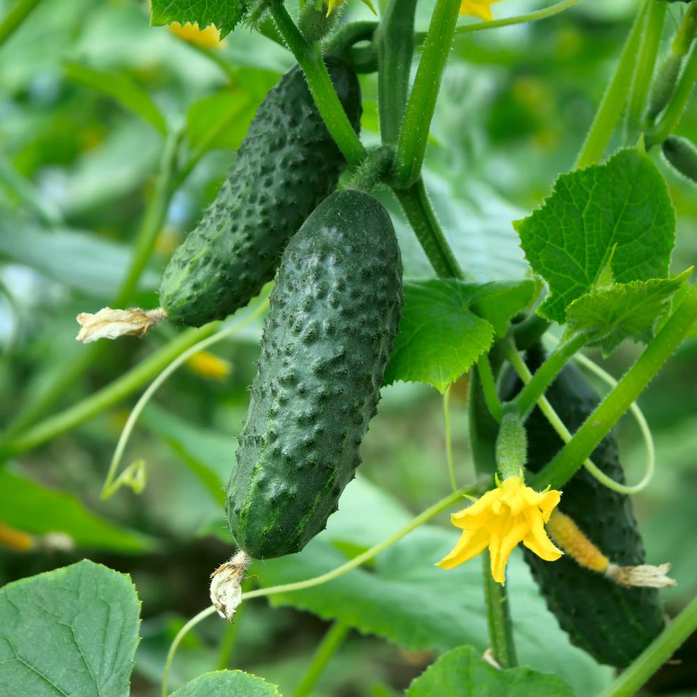5 Inch Cucomber 2 Cucumber Live Plant in 4 Inch Pot, 6-8 Inch Tall for Outdoor ...