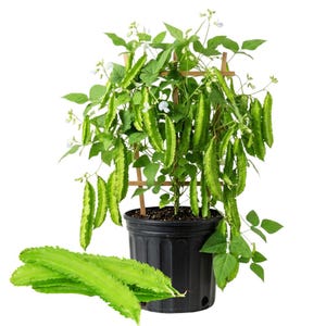 May include: A potted winged bean plant with green pods and white flowers. The plant is supported by a wooden trellis inside a black pot. Several winged beans are also shown in front of the pot.