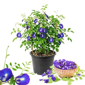May include: A potted butterfly pea plant with vibrant blue flowers and green leaves in a black plastic container, accompanied by a small woven basket filled with harvested blue butterfly pea blossoms and loose stems on a white background.