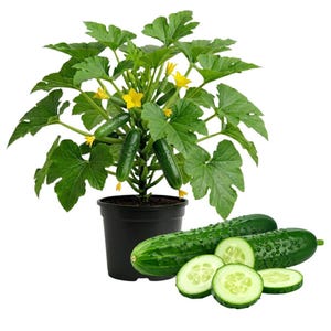 May include: A potted cucumber plant with green leaves, yellow flowers, and several small cucumbers. Two whole cucumbers and sliced cucumber pieces are displayed next to the plant. The cucumbers are dark green with a textured surface.