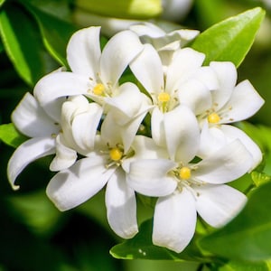 May include: Close-up of white flowers with yellow centers, surrounded by green leaves. The petals are delicate and slightly curved, with a soft texture. The flowers are in full bloom, showcasing their intricate details.