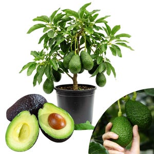 May include: A small avocado tree in a black pot, laden with green avocados. The image also shows whole and halved avocados, revealing the seed and creamy flesh. The tree has lush green leaves and is set against a white background.