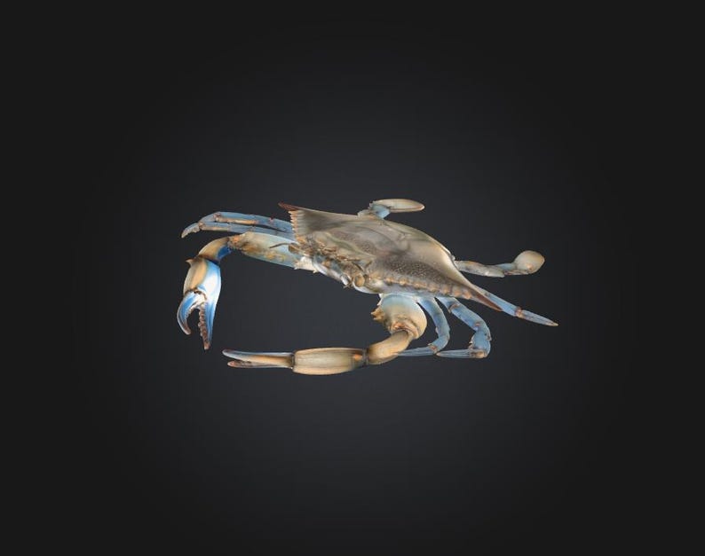 Translucent Crab 3D Printable Blue Crab STL/RPG File for 3D Printing (digital Download ...