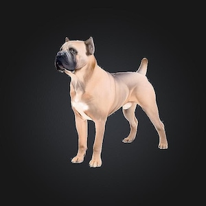 May include: A fawn-colored Cane Corso dog figurine with a black muzzle and ears, standing in a alert posture with its tail docked. The dog has a muscular build, short smooth coat, and a white patch on its chest, captured against a dark background.