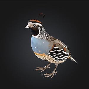 Quail STL/RPG for 3D Printing (Digital Download) image 1