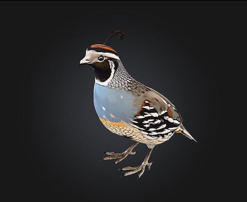 Quail STL/RPG for 3D Printing (Digital Download) image 1