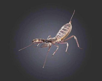 Whip Scorpion STL/RPG for 3D Printing (Digital Download)