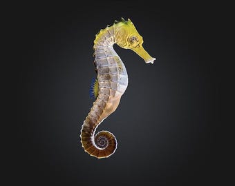 Sea Horse STL/RPG for 3D Printing (Digital Download)