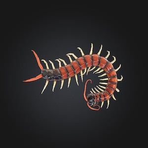 May include: A centipede with a segmented body featuring alternating bands of reddish-brown and black. The creature has numerous pale yellow legs extending from its sides, with prominent orange antennae at the front and a curved tail end.
