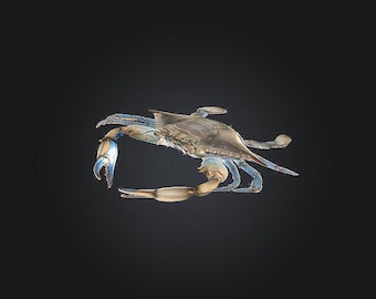 Crab Maryland Blue STL/RPG File for 3D Printing (Digital Download)