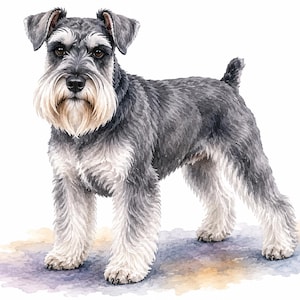 Könnte beinhalten: Eine Aquarellillustration eines Zwergschnauzers, der im Profil steht. Der Hund hat ein pfeffer-salz-farbenes Fell mit einem markanten grau-schwarzen Rücken, einer weißen Brust und weißem Beinfell. Er hat einen ausgeprägten Bart und Augenbrauen.