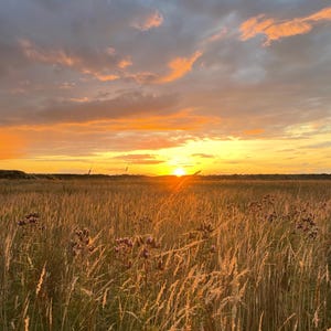 Könnte beinhalten: Ein lebendiger Sonnenuntergang über einem Feld mit hohem, goldenem Gras und Wildblumen. Der Himmel ist mit Orangetönen, Gelb und grauen Wolken gefüllt, was eine ruhige und natürliche Landschaftsszene schafft.