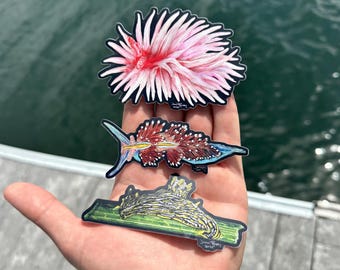 May include: Three die-cut stickers featuring detailed illustrations of sea slugs. The top sticker is a fluffy pink nudibranch, the middle is a dark red and blue sea slug, and the bottom is a yellow and green sea slug resting on a green leaf.