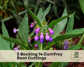 3 Bocking 14 Comfrey Root Cuttings