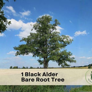 May include: A single Black Alder bare root tree standing in a field under a blue sky with white clouds. A beige horizontal banner across the bottom displays the text 1 Black Alder Bare Root Tree and a circular logo for The Plant Origin Co.